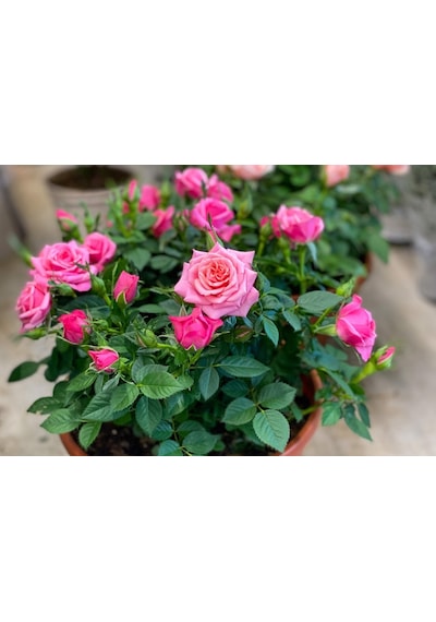 Mini Gül Minyatür Saksı Gülü Pembe 3 Adet