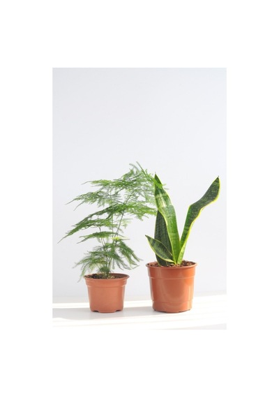 Videolu Tül Kuşkonmaz Ve Paşa Kılıcı 5 15 Cm 2 Adet Saksılı Iç Mekan Bitkisi Asparagus Sansevieria