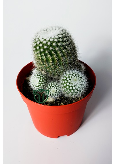 Notocactus Scopa Albispinus Bol Yavrulu Kaktüs