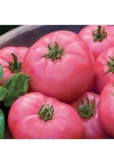 100 Adet Tohum Nadir Dev Pembe Köy Domates Tohum Kaliteli Doğal K