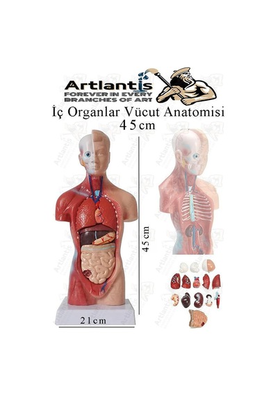 İnsan Organ Maketi 45 Cm 1 Adet İnsan Anatomi Modeli 15 Parça Sök Tak İnsan İç Organları Tıbbi Model Vücut