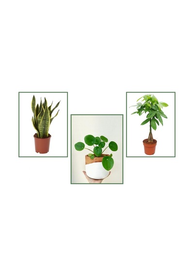 Pachira & Pilea & Paşa Kılıcı