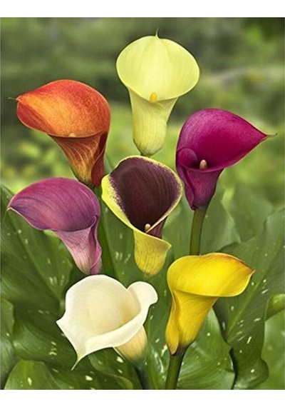 7 Farklı Renk Calla Lilly Tohumu 7 Adet Tohum Çiçek Tohumu