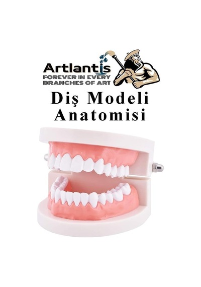 Artlantis Diş Modeli Anatomisi 1 Paket İnsan Diş Çene Modeli Eğitci Fen Biyoloji Deney Maketi Diş Maketi Çok Renkli