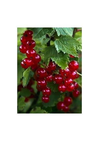 Açık Kırmızı Frenk Üzümü Fidanı 10-20 Cm
