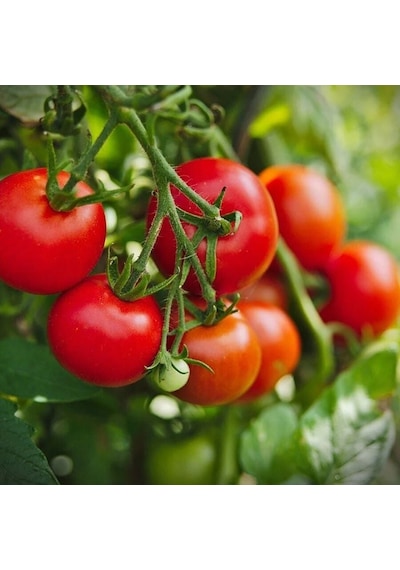 Heirloom Cherry Domates Tohumu 15 Tohum