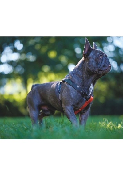 M-pets Wild Jungle Harness Köpek Göğüs Tasması Xs Turuncu