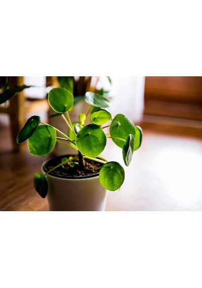 Pilea Çiçeği - Çin Para Bitkisi 5787