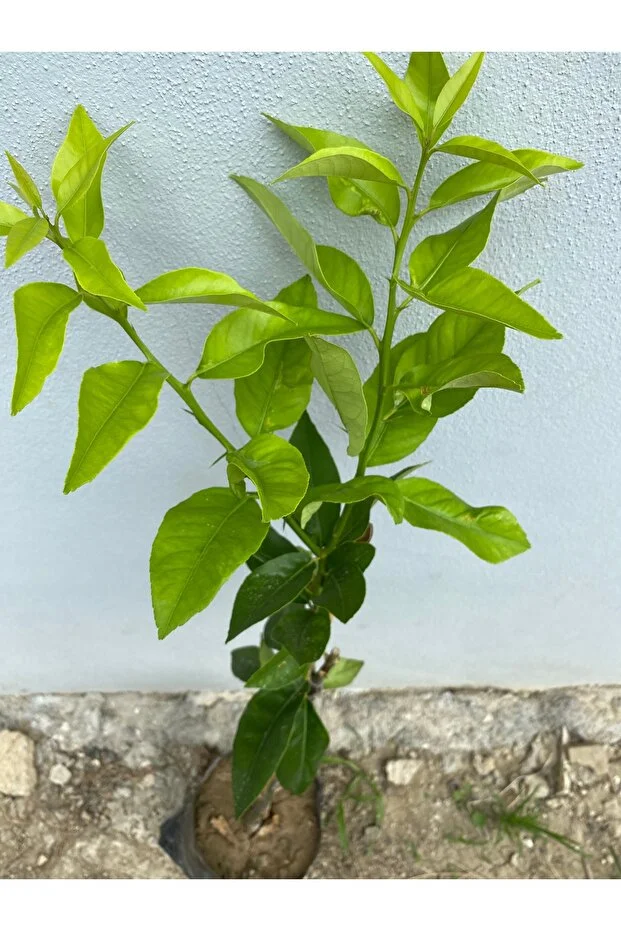 Yediveren Limon Fidanı 1 Yaş 100 Cm Tüplü Canlı Ve Sağlıklı