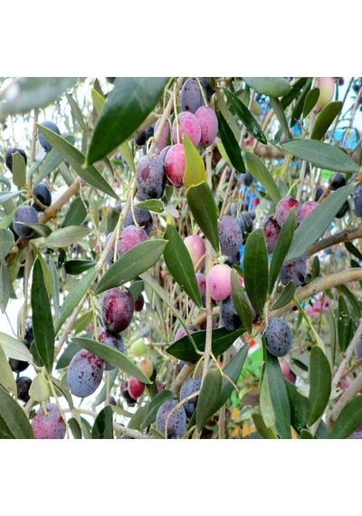 Kırmalık ve Çizmelik Akhisar Uslu Zeytin Fidanı