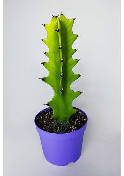 Euphorbia Kaktüs Süt Ağacı Kolay Bakım 1 Adet