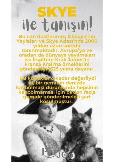 Petjoo 6.Skye Gri-Sarı Qr'lı Köpek Künyesi