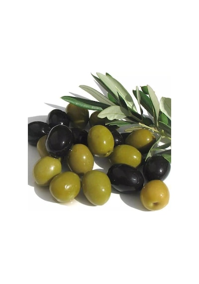 Tüplü Salamuralık Gemlik Trilye Zeytin Fidanı