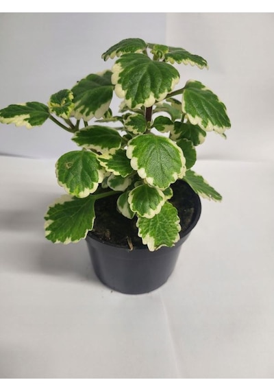 Kokulu Yeşil Beyaz Renk Benjamin Çiçeği 1 Adet 10-20cm Plectranthus Forsteri