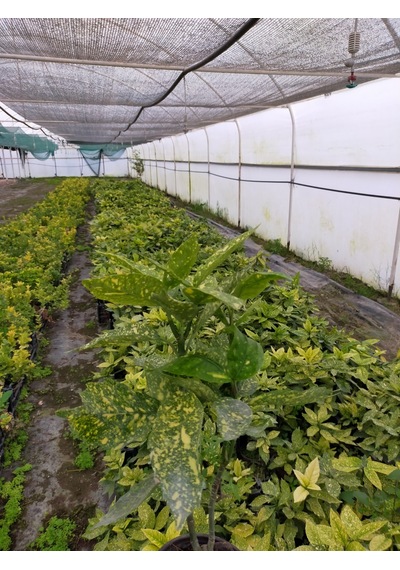 2 Yaş Aucuba Japonica Akuba Lekeli Defne Fidanı