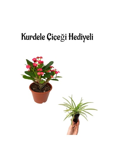 Kadınlar Gününe Özel Kırmızı Renk Milii Dikenler Tacı Çiçeği Kurdele Çiçeği Hediyeli