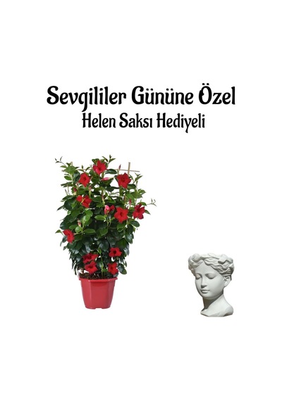 Öğretmenler Gününe Özel Kokulu Kırmızı Renk Sarmaşık Mandevilla Helen Saksı Hediyeli