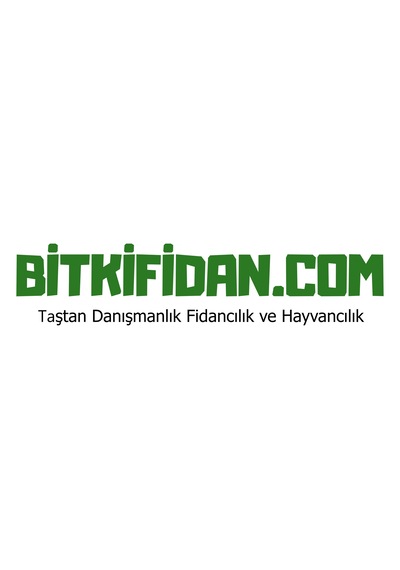 4'lü Üzümsü Meyve Fidanı Paketi