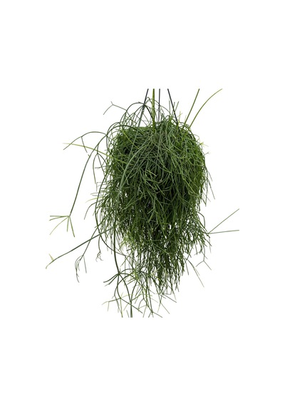 Rhipsalis Baccifera