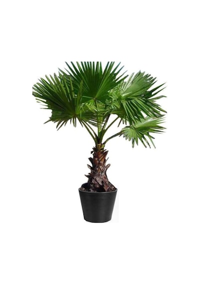 Washingtonia Robusta Palmiye Ağacı Tohumu Ekim Seti 3 Tohum Saksı Toprak Kombin