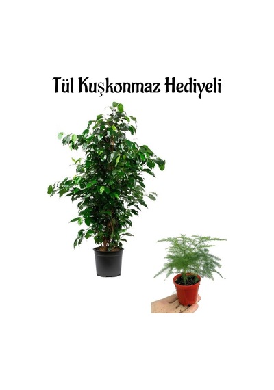 Parlak Yapraklı Yeşil Benjamin Bitkisi Sevgililer Gününe Özel Tül Kuşkonmaz Hediyeli