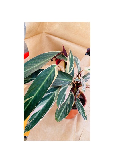 Calathea Triostar İthal