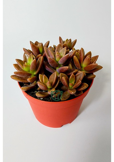 Graptosedum California Sunset Çabuk Çoğalan Hızlı Yayılan Sukulen