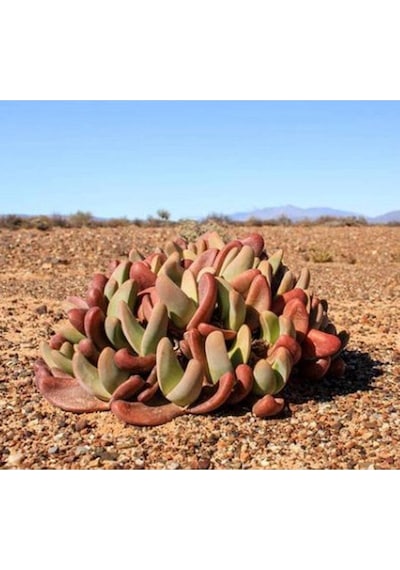 10 Adet Tanquana Prismatica Mesemb Succulent Tohumu