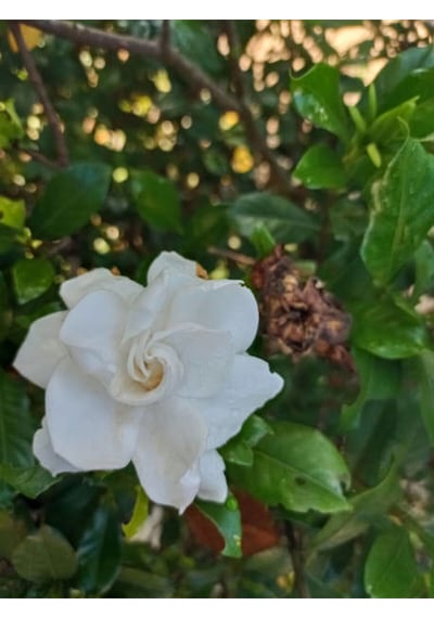 Videolu Kokulu Gardenya Çiçeği 1 Adet Saksılı 30-50cm Ev Ofis Bitkisi Jasminoides