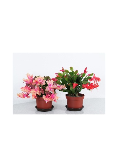 Serada Decor & Plant Schlumbergera - Yılbaşı Çiçeği 2 Adet Canlı
