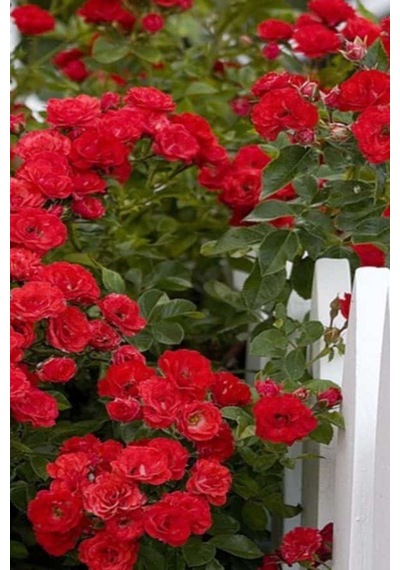 Videolu Mis Kokulu Kırmızı Sarılıcı Gül 90-120 Cm Tüplü Dış Mekan Ağaçları Red Rose