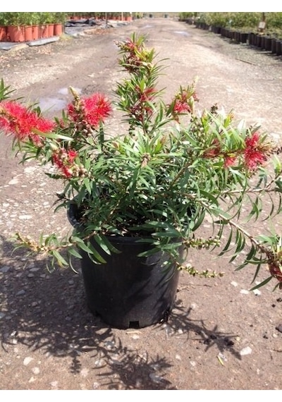 Fırça Çalısı Callistemon 10 Adet
