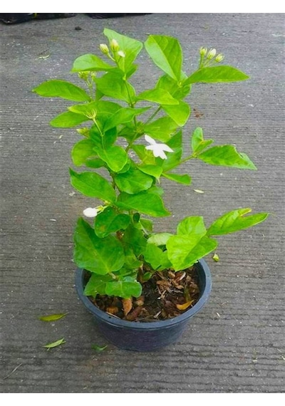 Videolu Ful Yasemin Fidanı Kokulu 40-60 Cm 1 Adet Dış Mekan Jasminum Sambac Maid Of Orleans