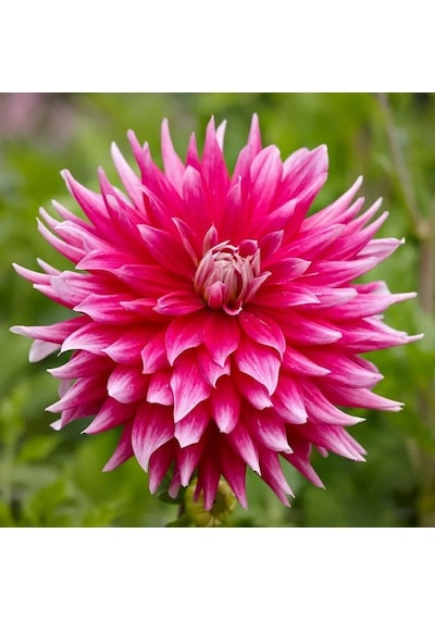 Ac Dark Horse Sugar Pink Dahlia Yıldız Çiçeği Yumrusu 1 Adet