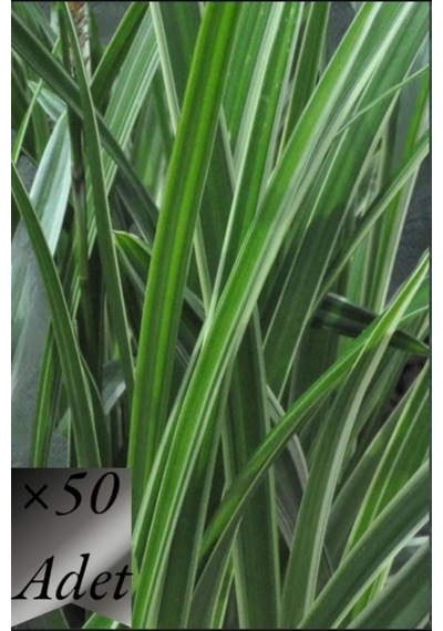 Yeşil Carex Bitkisi x 50 ad