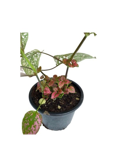 Puantiyeli Bitki  Hypoestes Phyllostachya 15-20 Cm Kırmızı N11.1478