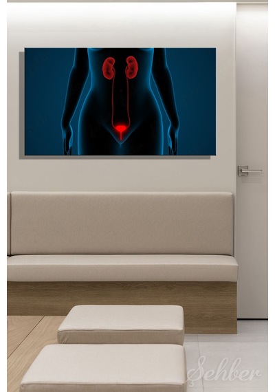 İnsan İdrar Sistemi Böbrekler Ve Mesane Anatomisi 3d İllüstrasyon Yatay Kanvas Tablo Tekli 3556