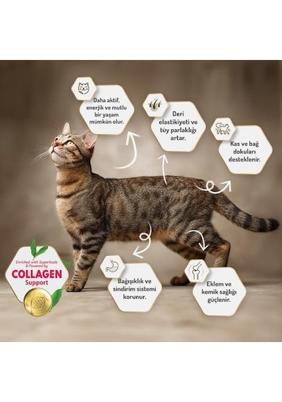 Felicia Urinary Care Sterilised Somonlu Kısırlaştırılmış Yetişkin Kedi Maması 5kg