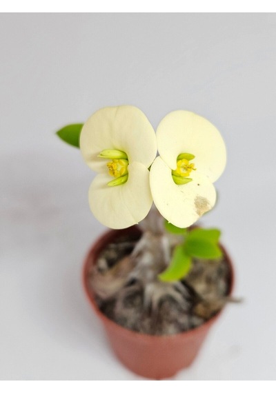 Euphorbia Milii Beyaz Çiçek Açan Kaktüs 5,5cm Saksılı-9087063374690