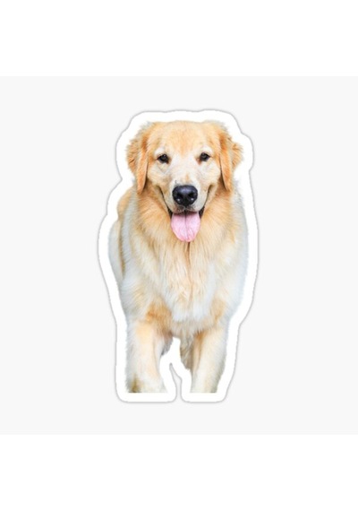 Golden Retriever Köpek Sticker Araba Oto Yapıştırması 17Cm B1