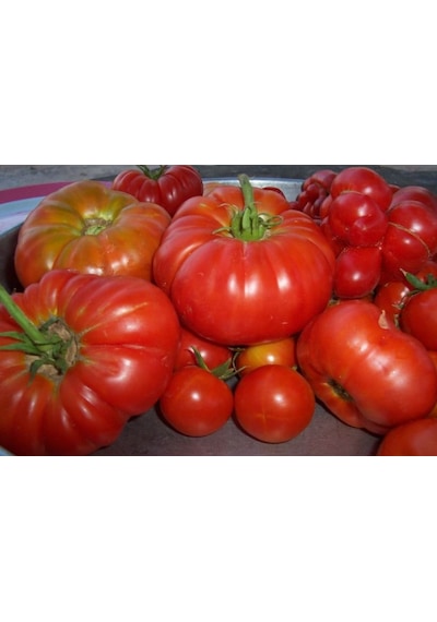 30 Adet Domates Tohumu Yayla Domatesi Tohumu + Tohum