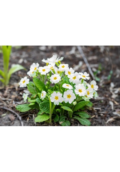 Çuha Çiçeği Primula 50 Adet