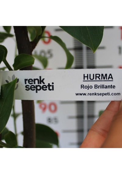 Aşılı Rojo Brillante Hurma Fidanı 3 Yaş