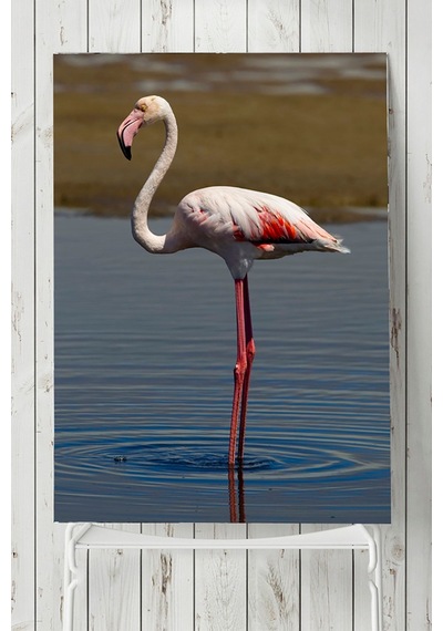Flamingo Hayvan Posteri