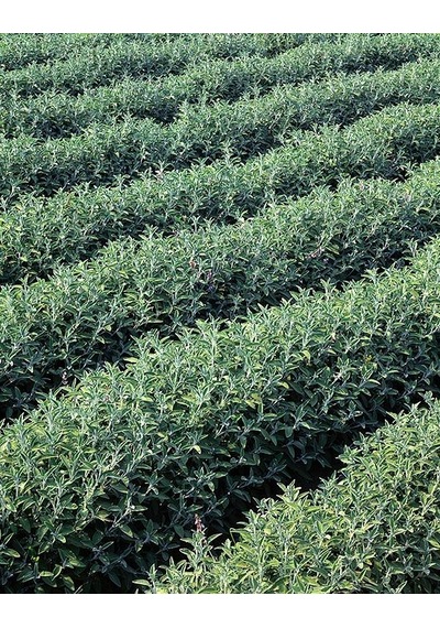 Adaçayı Fidanı Salvia Officinalis 15 20 Cm