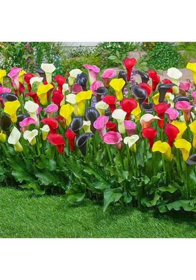 Nadir Ithal Karışık Calla Lily Tohumu 10 Tohum Çiçek Tohumu