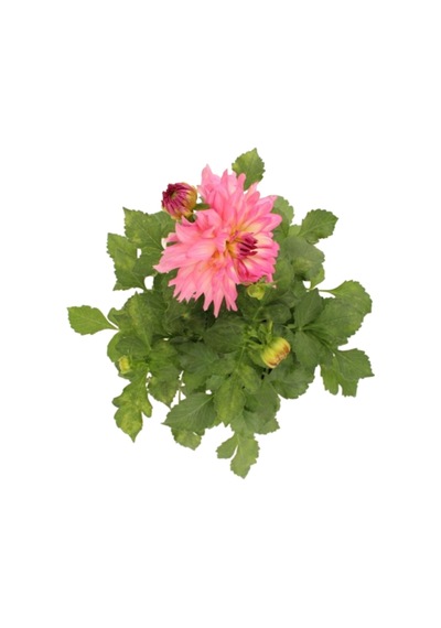 Dahlia - Yıldız Çiçeği - Dalya Bitkisi Pembe Renk Dış Mekan Balkon Bahçe Peyzaj