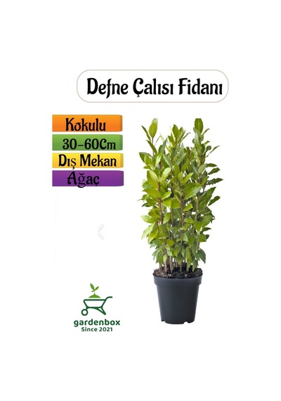 Defne Fidanı 1 Adet Saksılı/tüplü