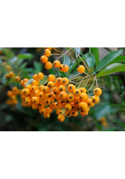 Bonsaı Ateş Dikeni Pyracantha Coccinea 3 Adet