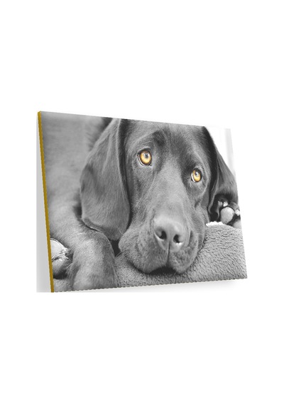 Cakasepetim Kara Labrador, Üzgün Köpek Ahşap Mdf Tablo